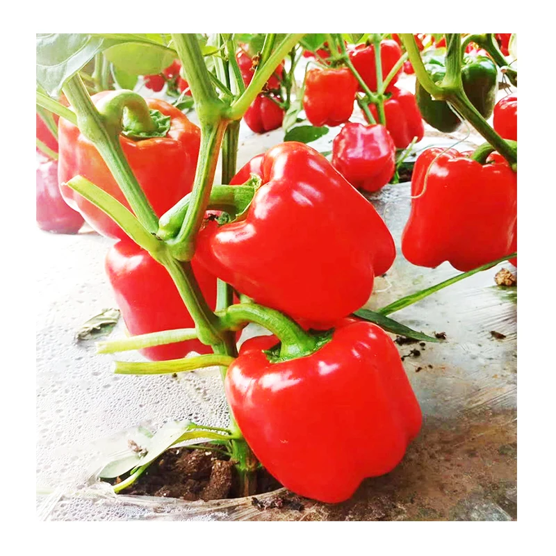 
From the Netherlands high-yielding hybrid sweet chilli colour colourful pepper seeds 