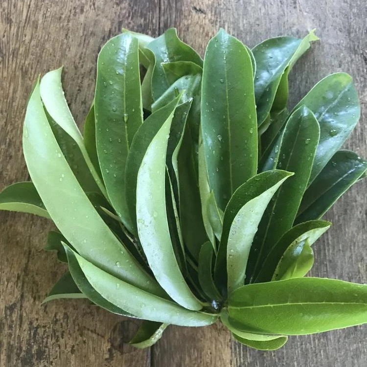 Food Grade Brown Quality Raw Powder Herbal Extracts Plant Extracts