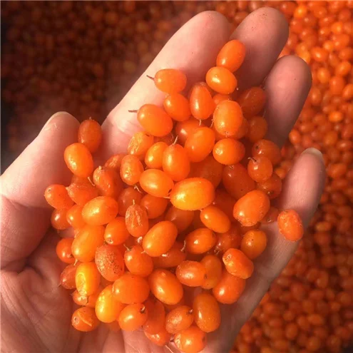 FS-2223 дикий organiccultivated выращивания iqf Замороженные ягоды облепихи
