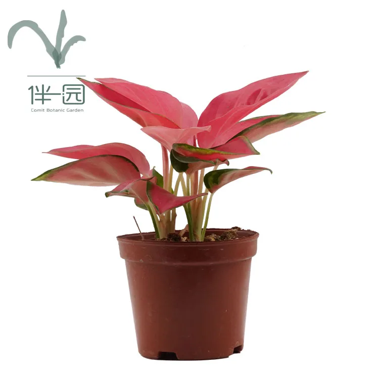  Оптовая поставка бонсай Aglaonema комнатные высококачественные натуральные декоративные растения