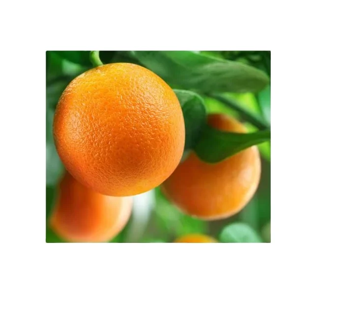 Fresh ORANGE 2021 BEST PRICE Washington Navelina Navelate Valencia Cara Cara Fukumato Navel Ready to Export