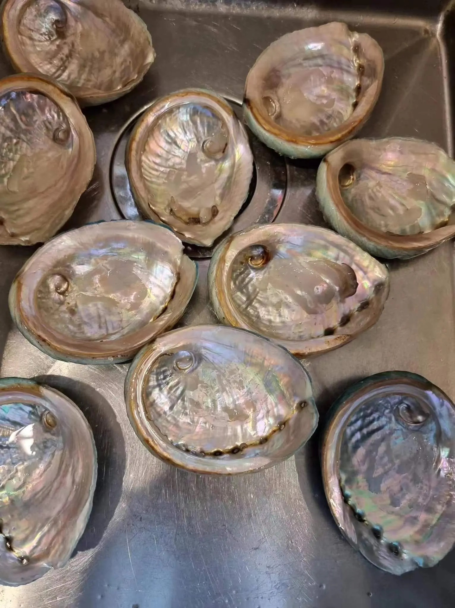 Antique Sea Shells Abalon Shell For Decoration high quality Abalone Shells