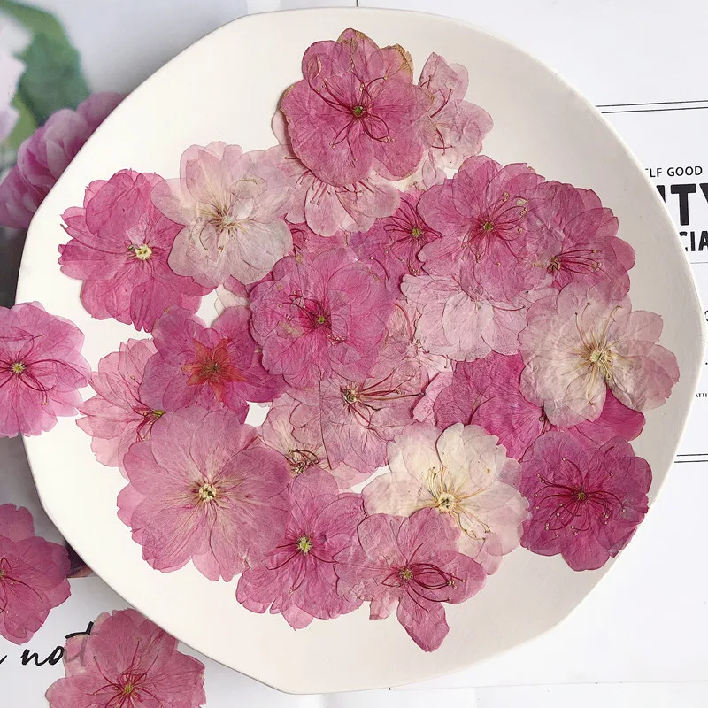 Pressed Dried Flowers Natural Real cherry blossoms For DIY Craft Resin Art
