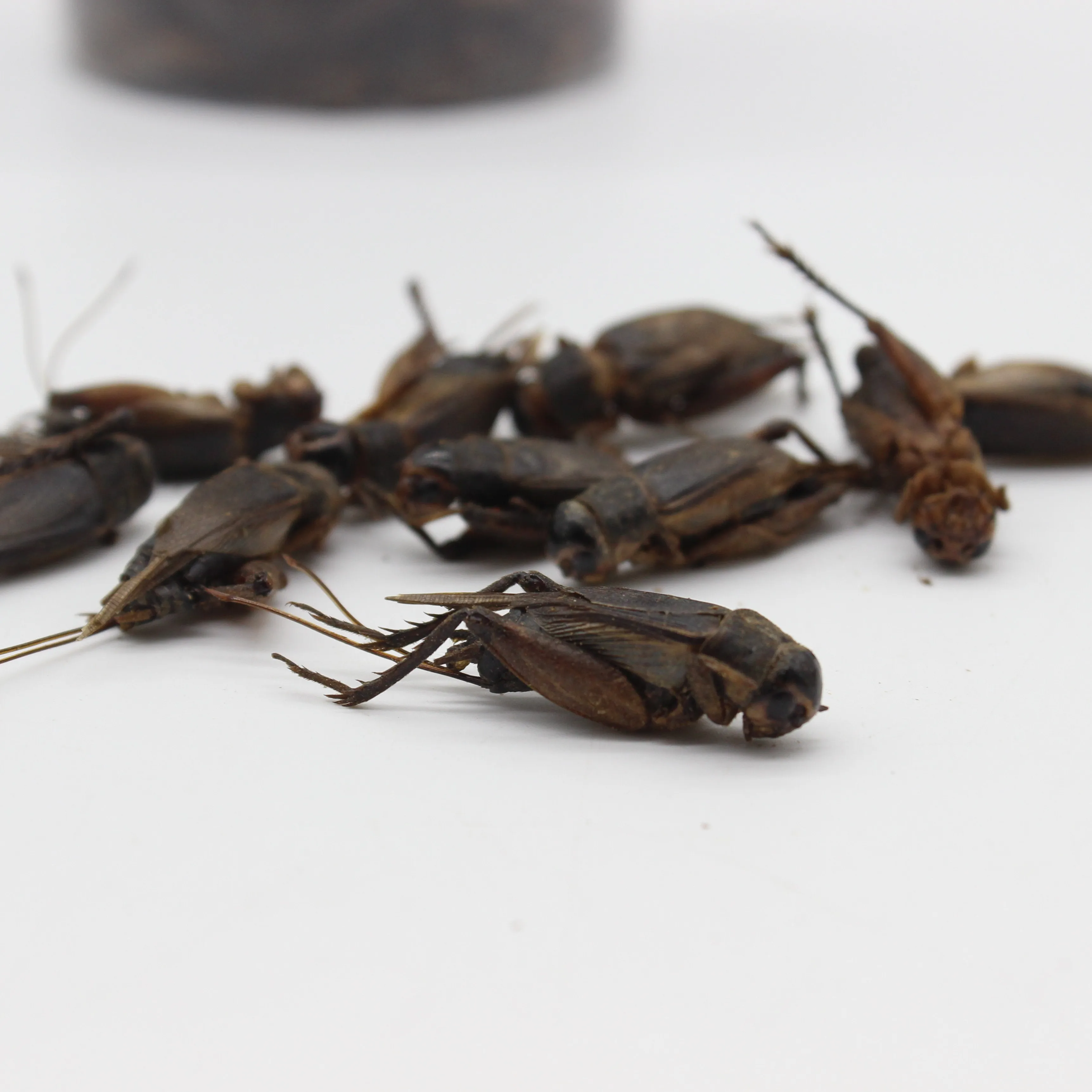 
Flowerhorn Fish High Protein Food Cricket Dried Cricket Flour 