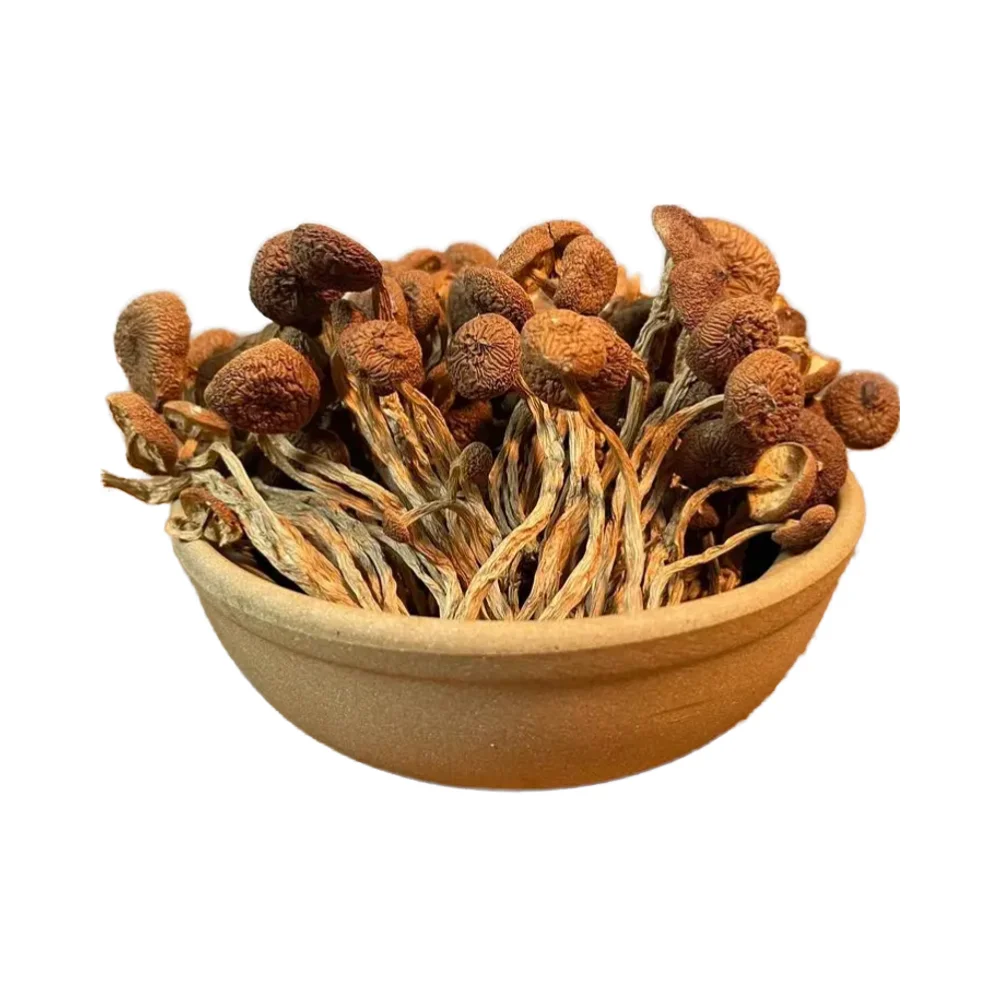 China wholesale dried Cyclocybe aegerita mushroom natural dried tea tree mushroom