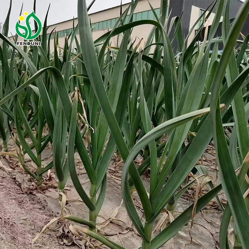 Chinese fresh garlic from Jin xiang county normal white and pure white garlic