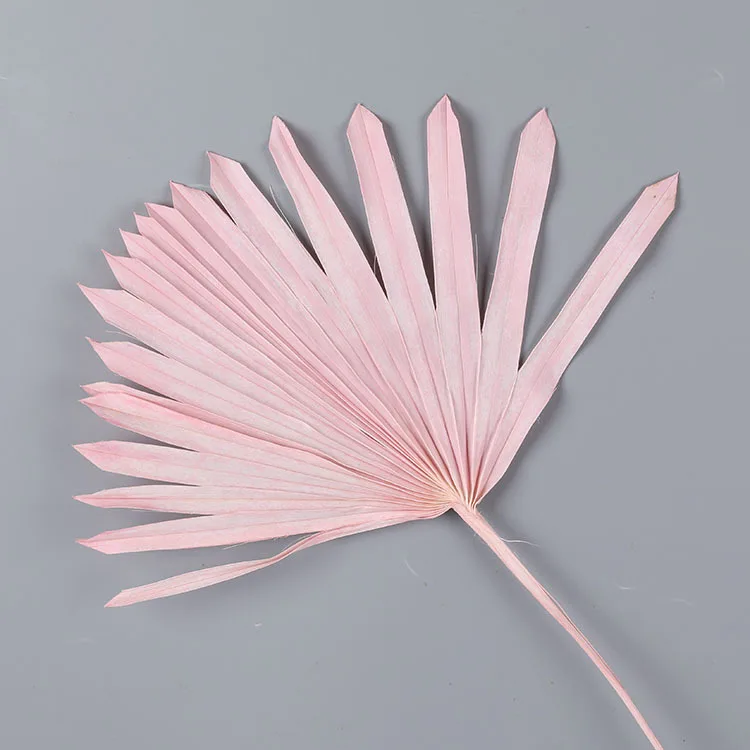 Boho wedding decor natural flower plant preserved large tropical dry palm spears fan leaf bleach white small dried palm leaves