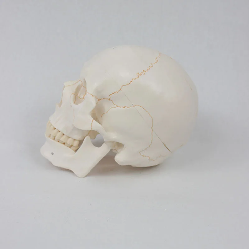 Good Quality Medical Human Skull Model 20*14.5*17.5CM Marked Digital Bone Suture Head