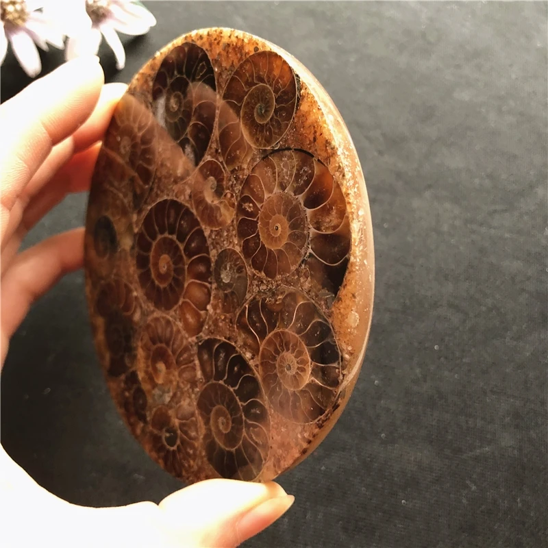 natural Madagascar ammonite plate coaster mineral specimens fossils feng shui compass for decoration