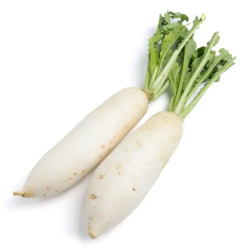 High quality vegetable fresh daikon radish