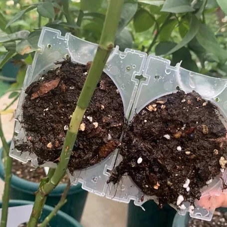 Reusable garden planting rooting ball grafting rooting growing box