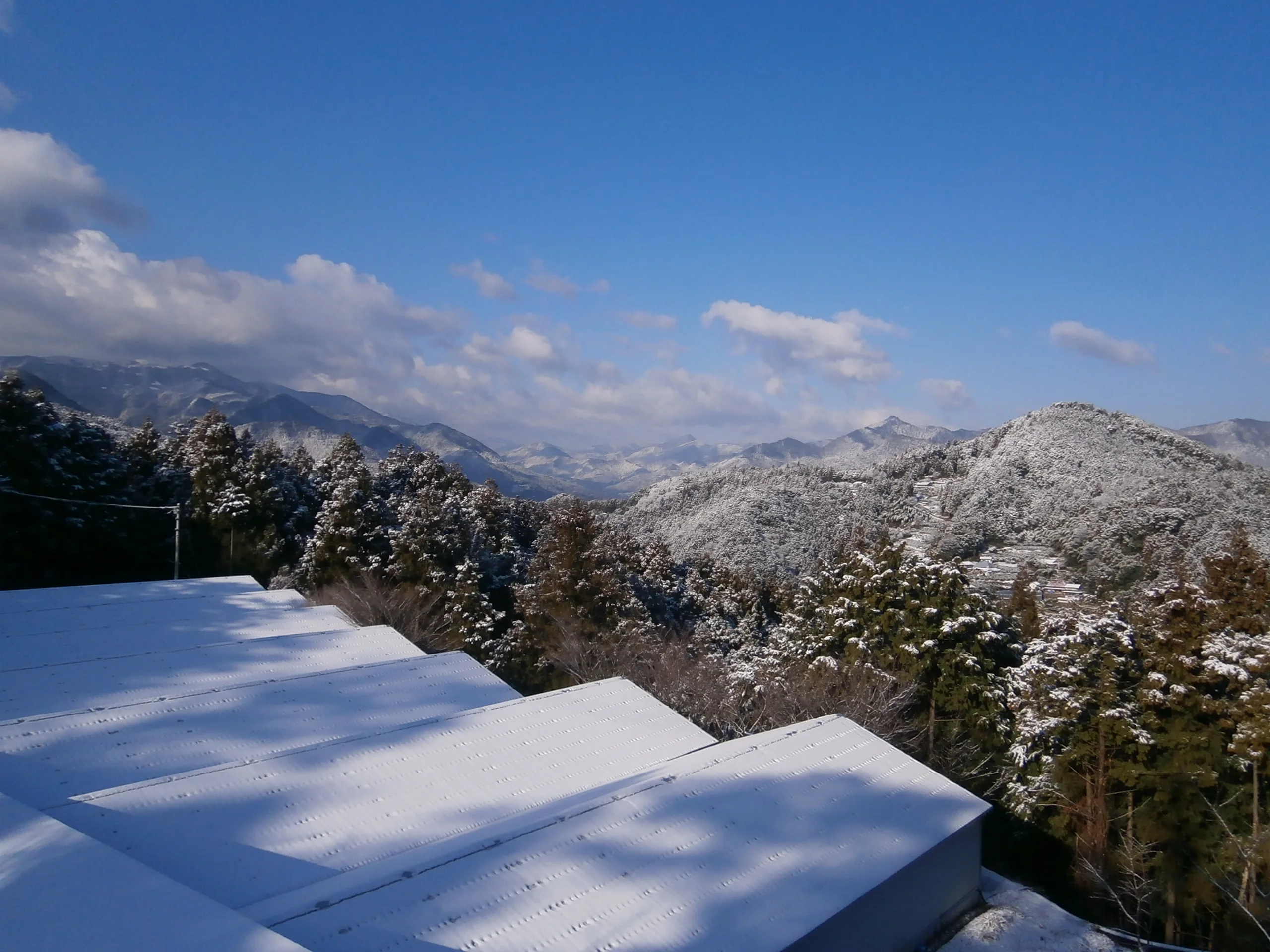 Japan excellent cost performance buy dry mushroom magic slices