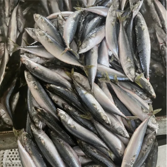 Best Price Wholesale Fish Frozen Pacific Mackerel BQF/IQF