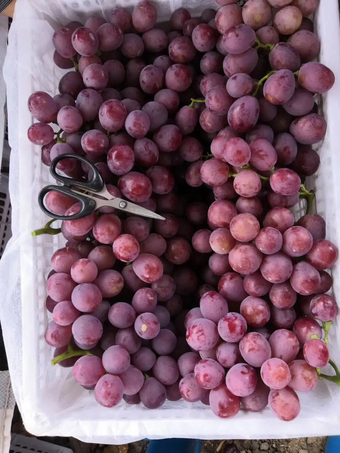 
new season high quality red globe grapes 