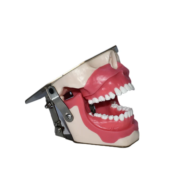 Oral Dental Anesthesia Injection Practice Tooth Extraction Model Tooth Model B