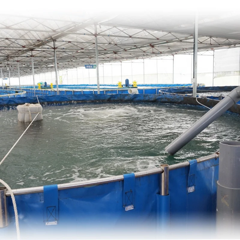 Indoor recirculating aquaculture system fish farming RAS Solution for Koi / climbing perch
