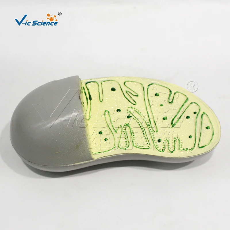 Organelle structure model medical model anatomical teaching
