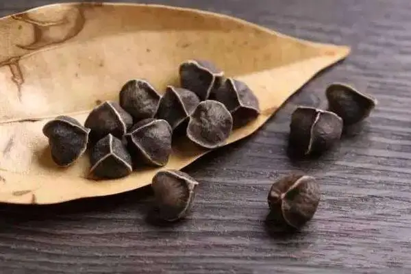 Wholesale Best Selling Pure Natural Moringa Seed Extract