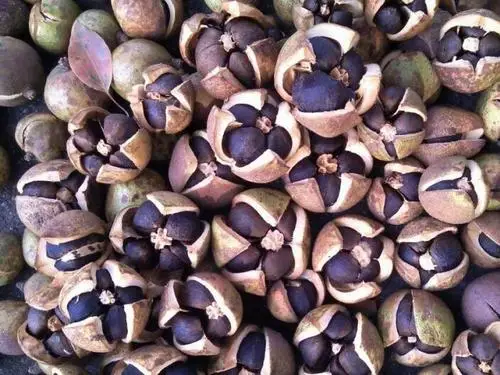 Large Capacity Customized Heat Pump Vegetable Cabinet Mesh Belt Cassava Pumpkin Powder Processing Making Dryer Drying Room