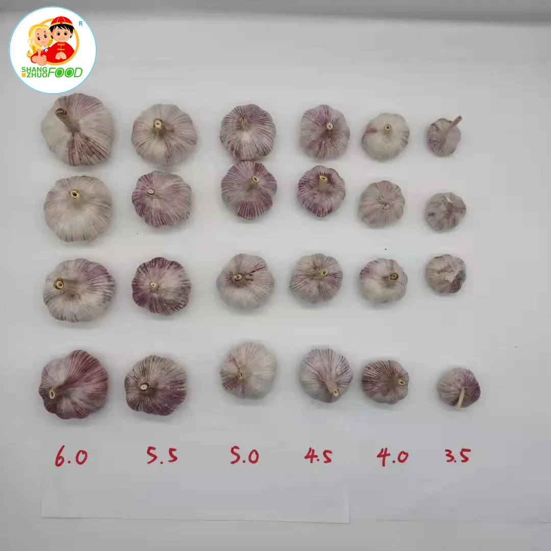 Jin Xiang Mesh Bag Packing Chinese Normal White Fresh Garlic in 10kg Crop Shandong Size Product