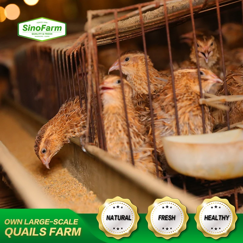 Canned food of caned fresh quail eggs for eating in tins packing in canned sale boiled cans quail egg cartons  in brine