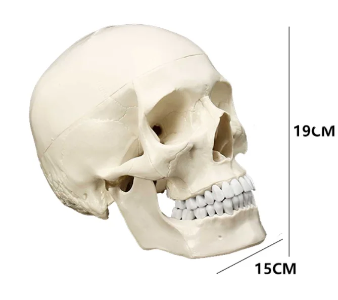 adult 1:1Medical simulation pure white Human skull model Skull anatomy Skeleton specimen