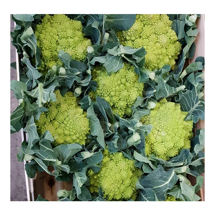 
Italy Romanesco Cauliflower Wholesale Vegetables Fresh Vegetables Fresh Cauliflower 