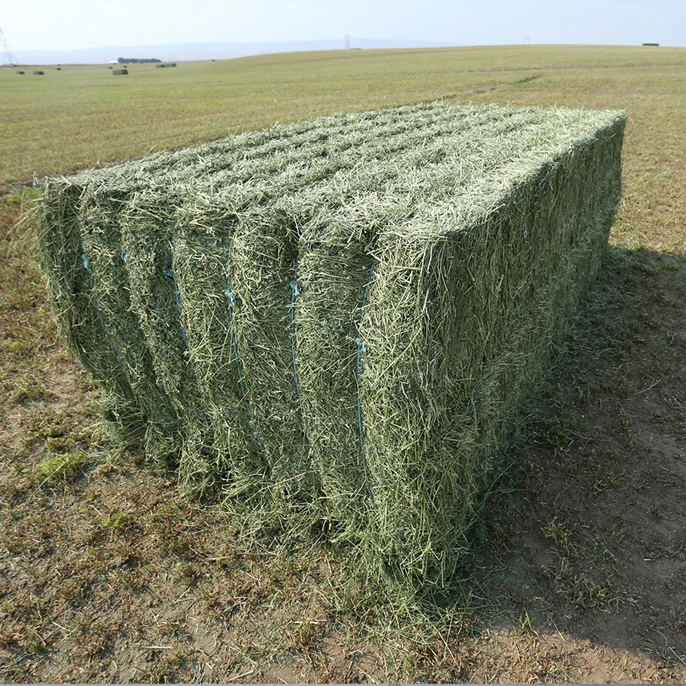 
T&H Alfalfa Hay Animal Feeding High Quality for Sale Sundry Lucerne Hay Alfalfa 