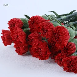 20pcs/pack Kunming Yunnan China Bulk Export Plant Carnation Fresh Cut Flower for Decoration