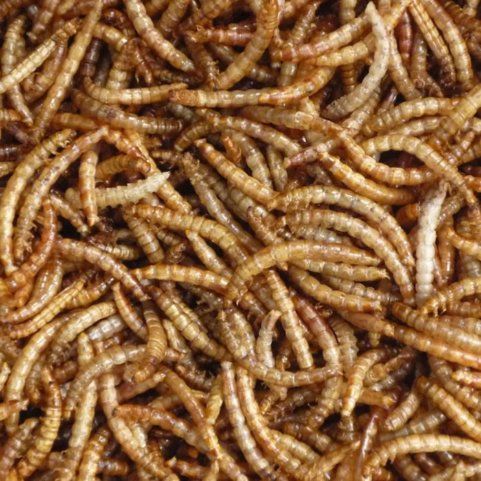Stocked Feature Wholesale Microwave Dried Mealworms for Birds Chicken Fish Pet food