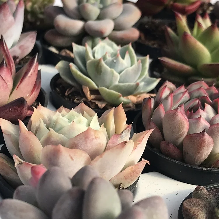 
wholesale 48 kinds of plants, 54 pcs live natural succulent Plant combination 