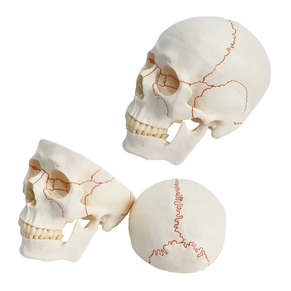 Skull Model FRT020 Simulation Design Detachable High Quality PVC Human Skull Model Showing Cerebellar Sulcus Process Sutures