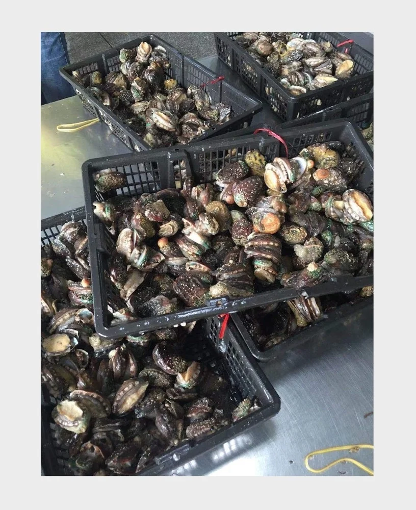 Frozen Cooked Abalone For Sale
