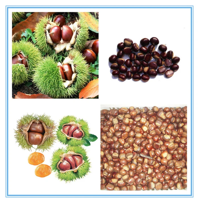 fresh chestnuts-6.jpg