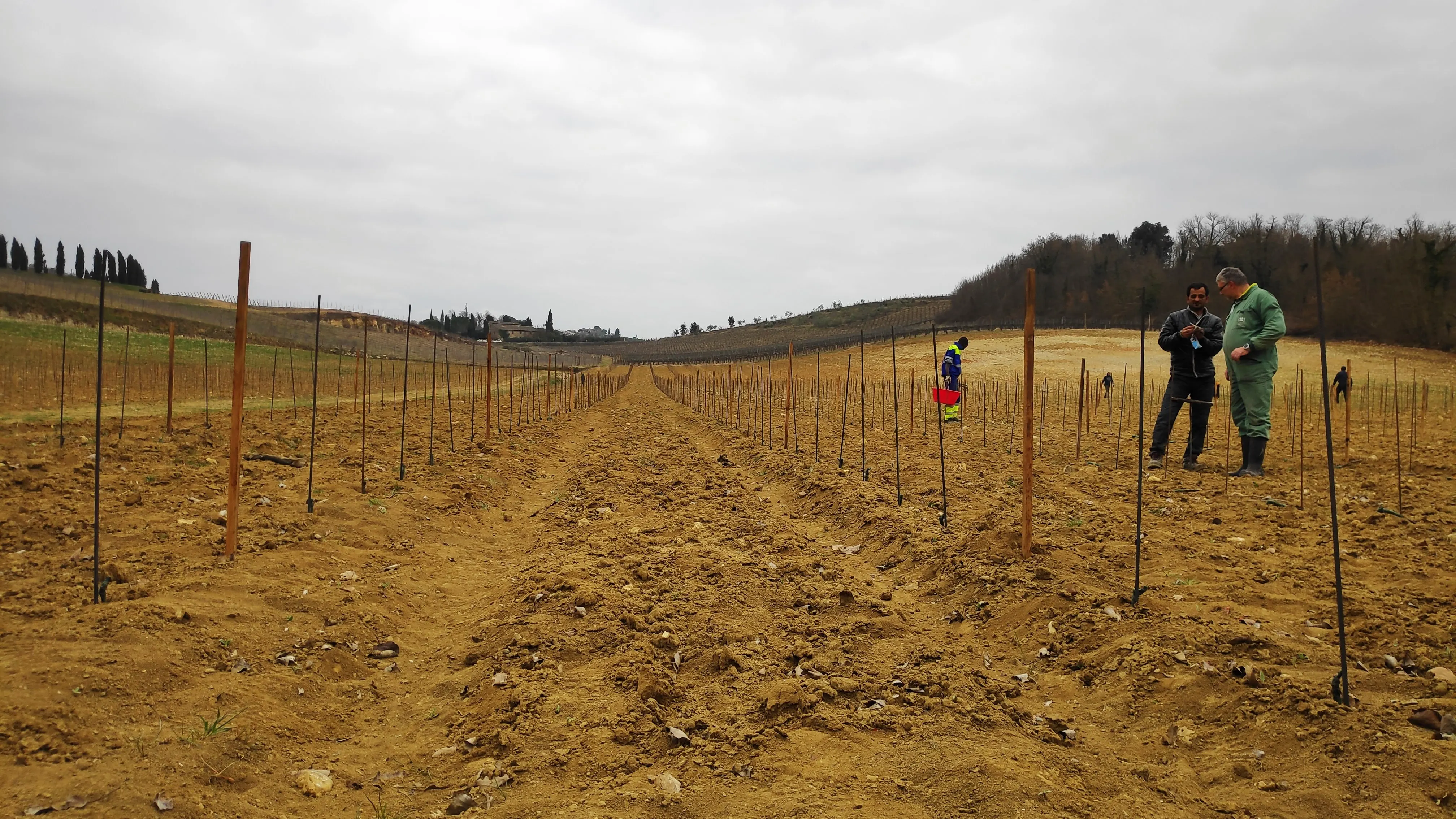 Высокое качество, итальянский 13,5% напиток, роскошное красное вино, отличный вкус, Винтаж, для продажи