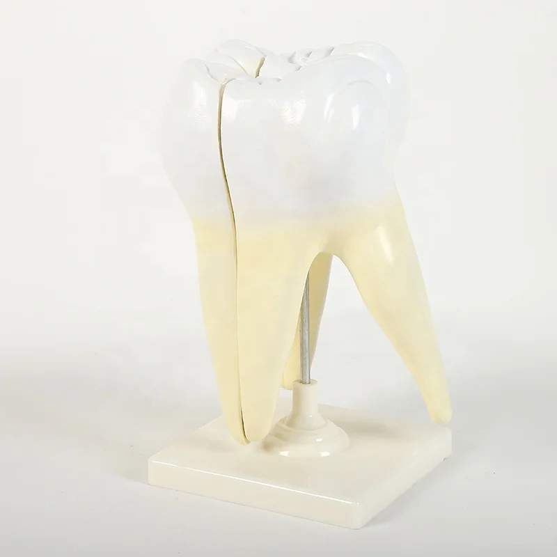 Лидер продаж, модель зубной щетки с зубной щеткой для преподавания