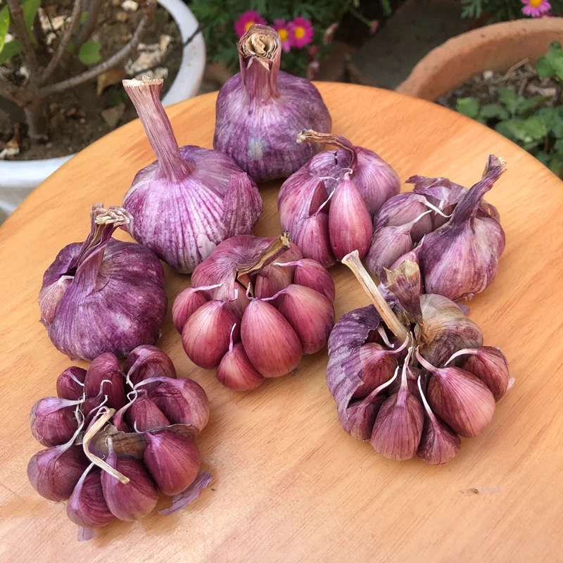 2022 новый урожай Свежий натуральный Нормальный/чистый белый чеснок/свежий чеснок 2021 новый урожай