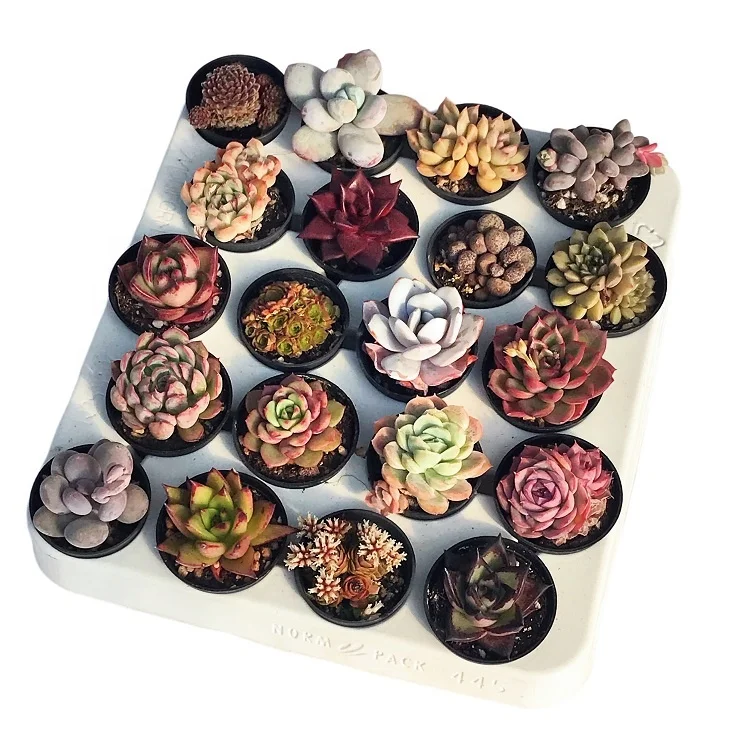 
A combination of 20 carnivary plants live 5cm mini succulents live plants set natural 