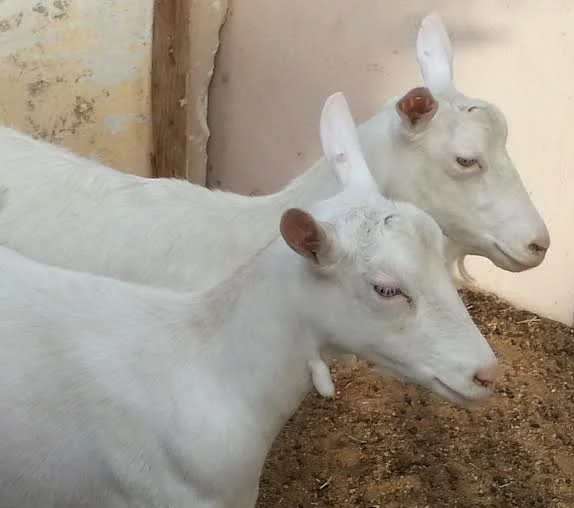 Saanen goats,cow,camel,sheep,goat,ox,bull