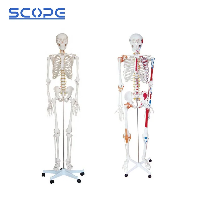 SC-A1001 180cm Human Anatomy White Skeleton Model for Medical School