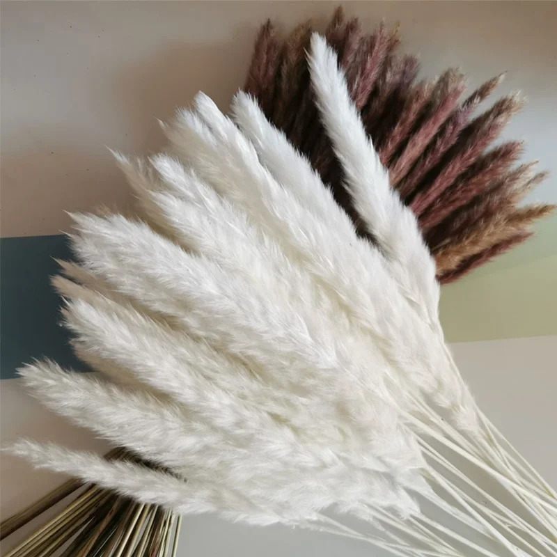 50cm Natural Dried Pampas Grass Branches Decor Dry Fluffy Pampas Feathers Small White Pampas