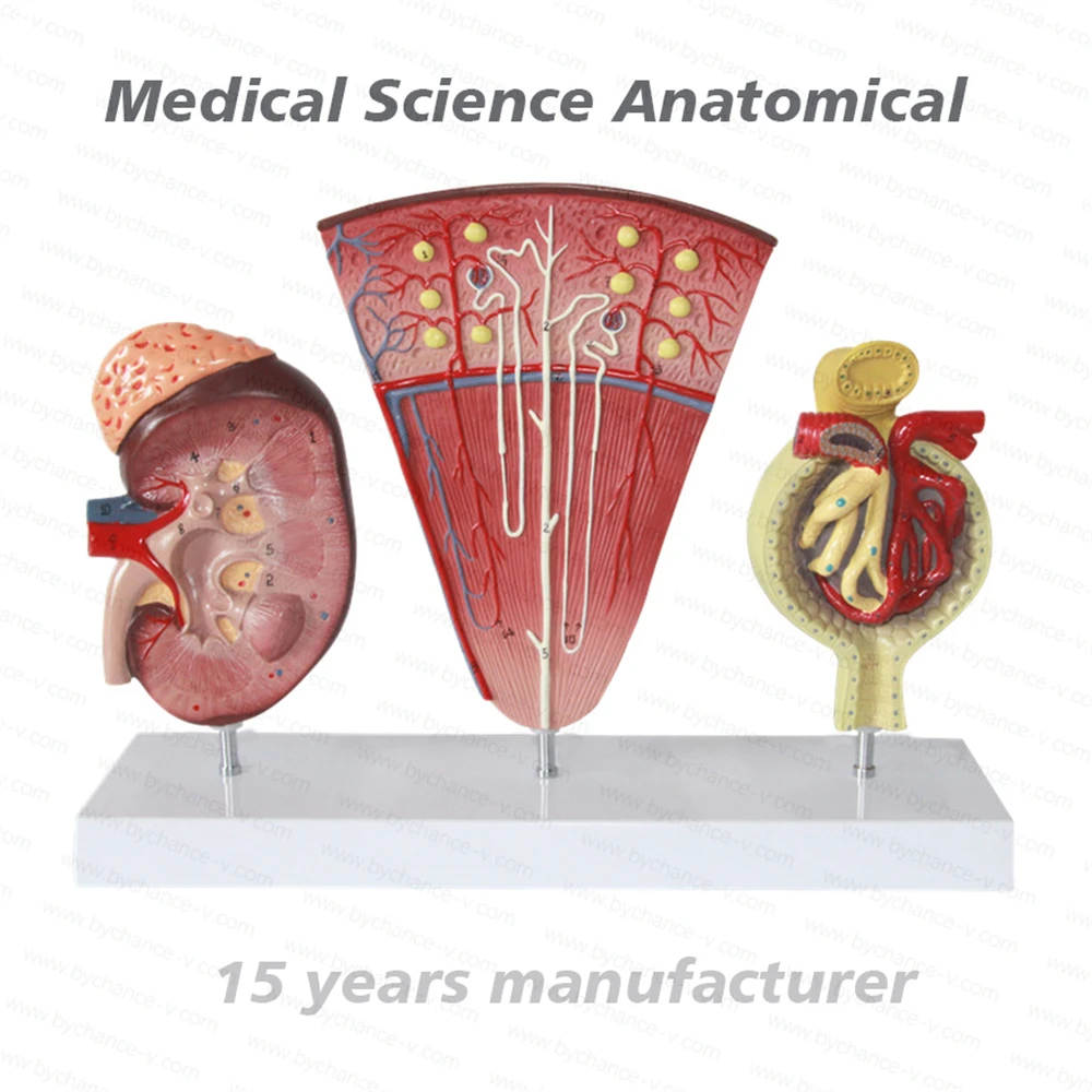 Medical Science Studying Aids Human Anatomy Model Kidney Nephron Glomerulus Urinary System Model