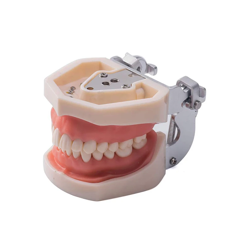 Dental Practice Model Life Size Human Teeth Model Dental Orthodontic Model