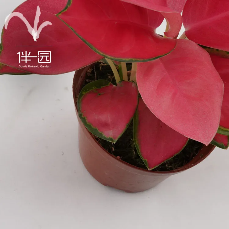  Оптовая поставка бонсай Aglaonema комнатные высококачественные натуральные декоративные растения