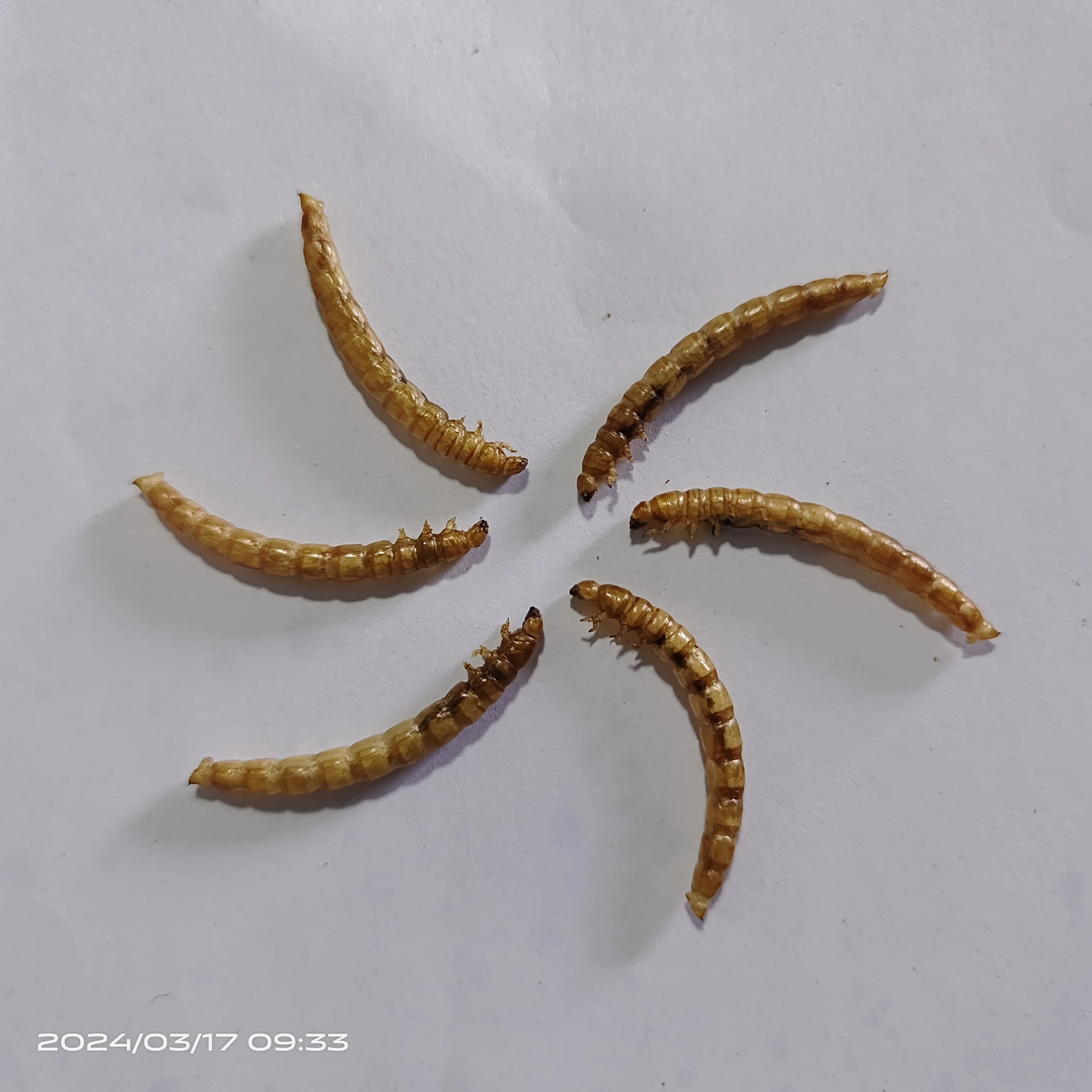 Top Grade Dry Food High Nutrition Dried Mealworms for Fish