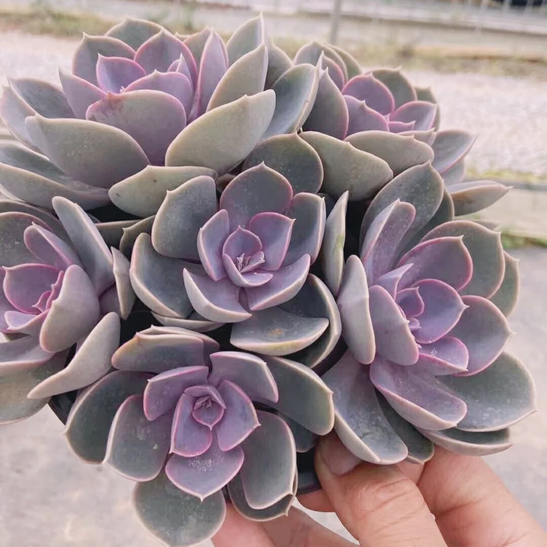 Лидер продаж горячая распродажа суккулентное растение Echeveria Pearl von Nurnbergfor продажа магазинов украшение для