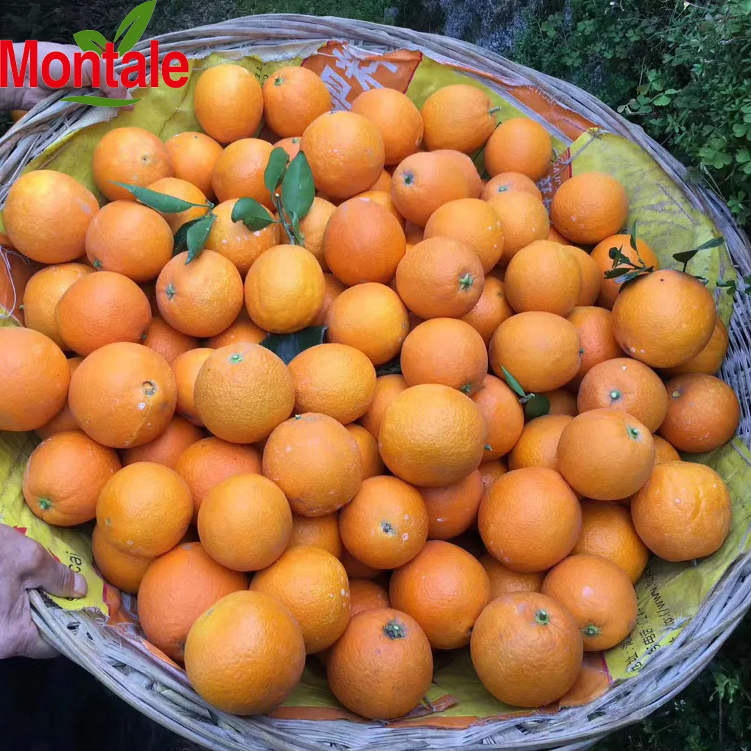 Hot selling navel orange fresh fruits oranges