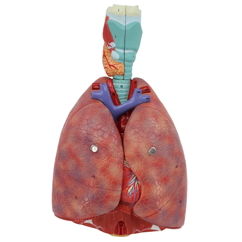 Throat, heart, lungs, respiratory system Heart model
