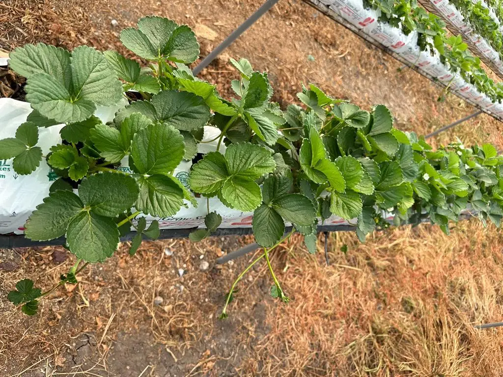 Groprowe Smart Gerbera