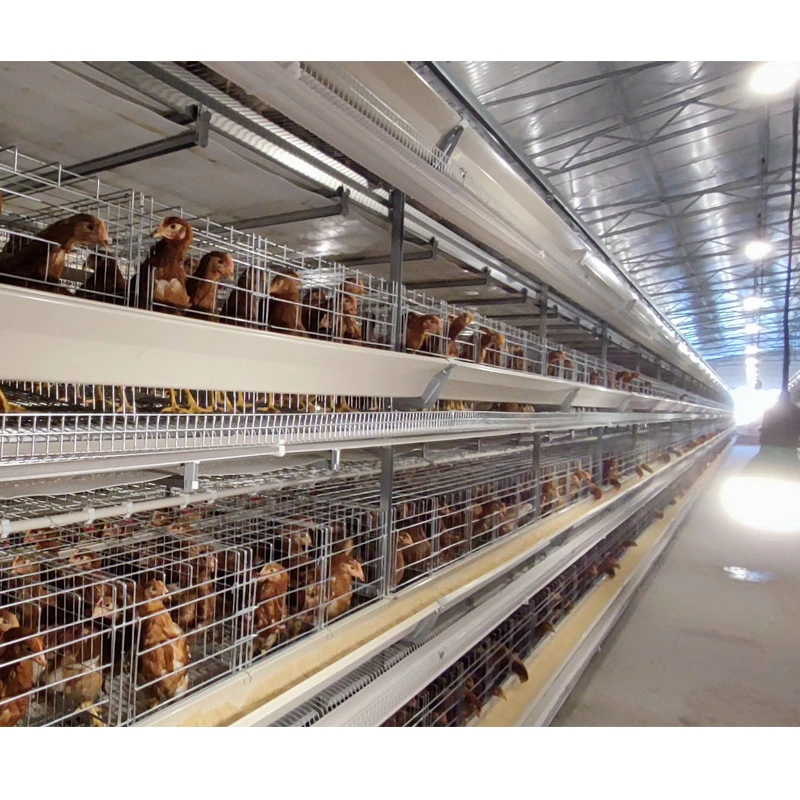 Full Automatic Poultry Farming Chicken Feeder Line H Type Chicken Cage for 15000 Chicken